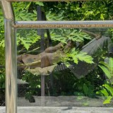 Youliakyolner-Nude-3