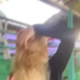 1sgc1TQK85sXFiMV43A1siTo4F4dbie_0